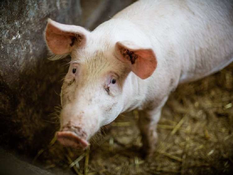ARiMR: nabór wniosków o pomoc dla producentów świń w związku z ASF